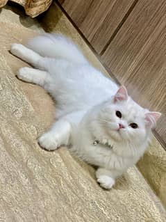 1 year male full healthy nd active