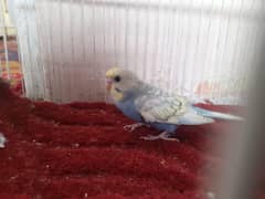 Rainbow spangle male for sale