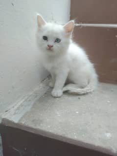 white  persian triple coated