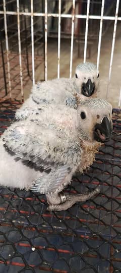 GREY parrot Congo size chick available