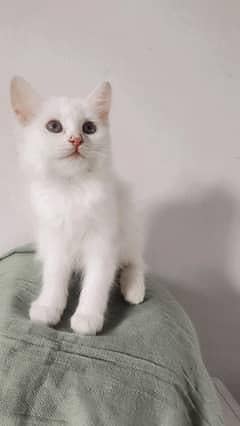 Persian