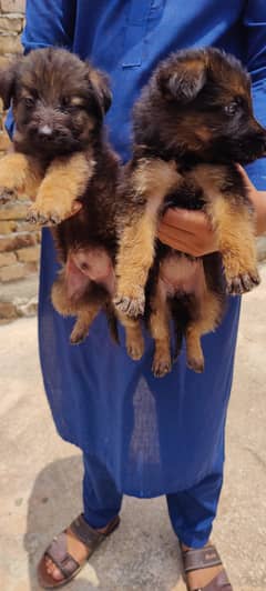 German shepherd puppy long coat Male female both available