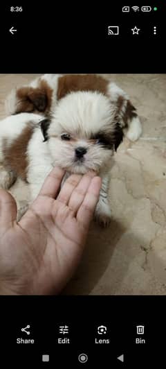 shitzo puppy