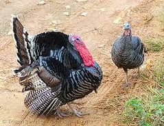 Egg laying pair confirm guranteed