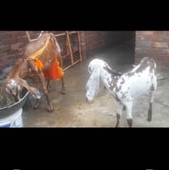 dasi