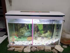 imported aquarium