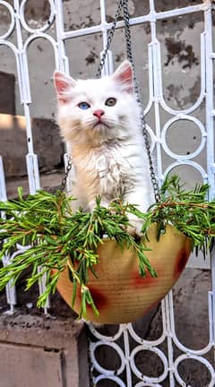 Persian kitten