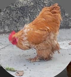 Golden buff + desi murgian