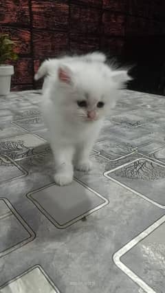 kittens