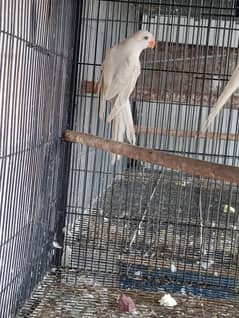 Ringneck