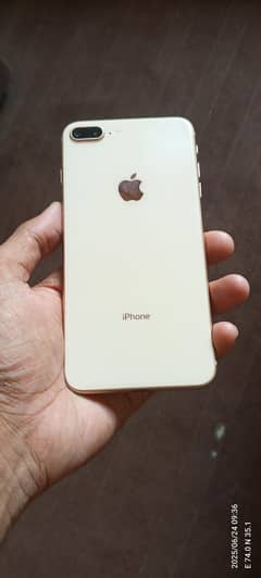pta proved golden color  03020654664