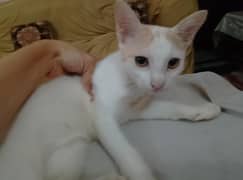 cat babies