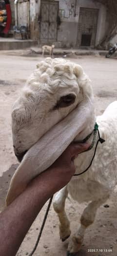 Sheep – Larkana Nasal, Long Ears