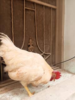 Desi murga for sale breeder