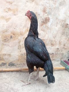 mushki madi for sale