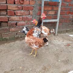 hens fo sale 2 males ans one female