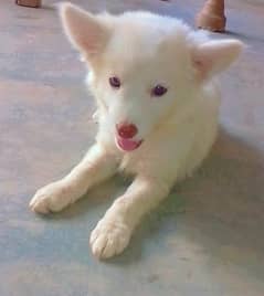 Russian dog female