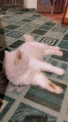 cat sell