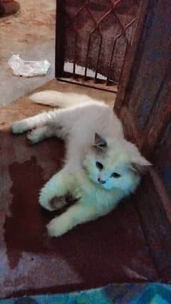 cat sell