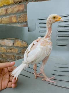 Heera aseel Paper white chicks