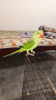 jambo size raw parrot for sale age 6 month ful hand temd