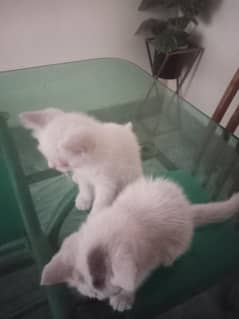 persian cats
