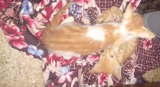 3 kittens 2 male 1 female American tabby shorthair orange cat breed