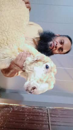 Kajla