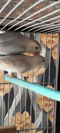 Blue pastel eno/split albino red eye dna breeder pair