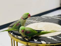 Raw parrot pair available h 03248667902