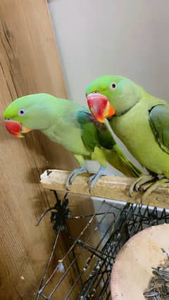 Raw Parrots