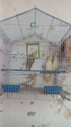 Beautiful Cockatiels with cage,friendly,hand raised, high clear vocal