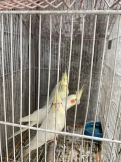 Cockatiel parrot 2 pair