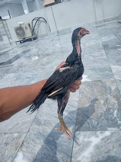 Pure O shamo Chicks