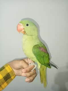 raw parrot
