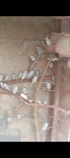Silver,white