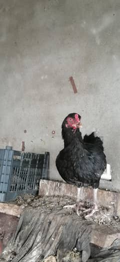 aseel hen