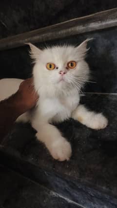 Persian cat female semi punch | cat on heat | persian kitten