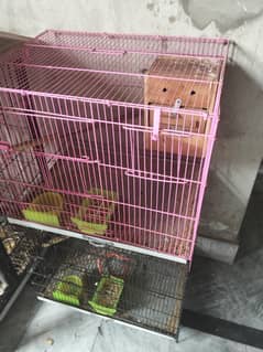 love birds