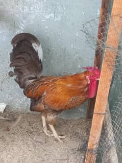 Rooster. hen