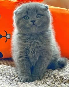 Scottish fold