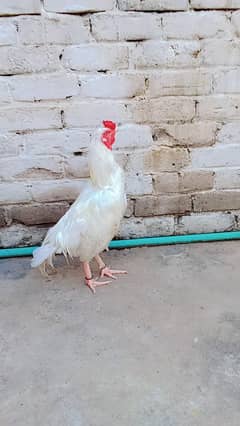 for sale