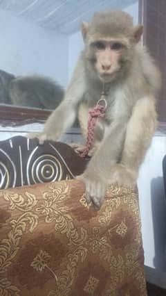 munky for sale 03162704909
