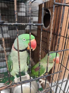 breeding raw parrot