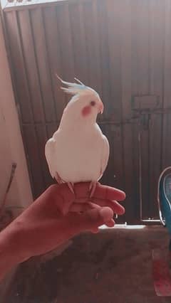 Hand taim parrot for sale