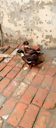 Ducks