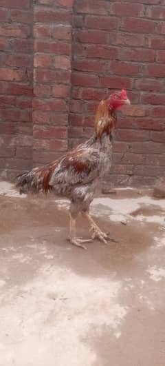 Pakistani aseel full hight 2.5 fit
