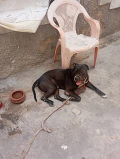 Original Pitbull for sale Male (Non-pedigreed)