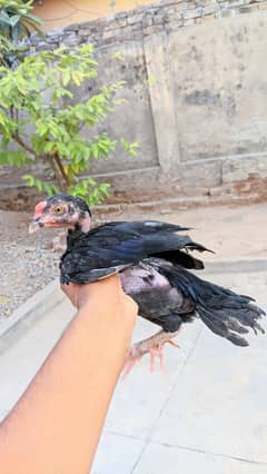 aessl murgi for sale 03125994398