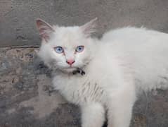 Female cat for sale